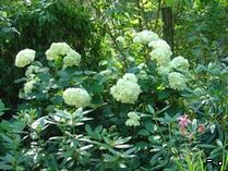 Садові гортензії - догляд та застосування в дизайні саду - види і сорти гортензій