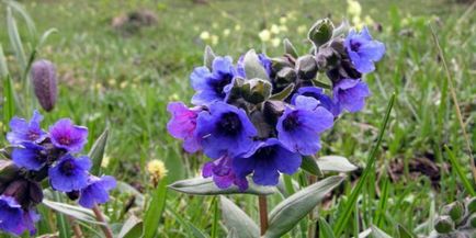 Flori de gradina - Medinitsa rosu, albastru, dorsal