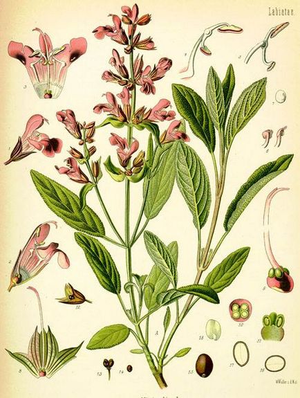 Salvia vagy zsálya növekvő magról, gondozás és telelő - az életem