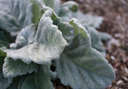 Salvia vagy zsálya növekvő magról, gondozás és telelő - az életem