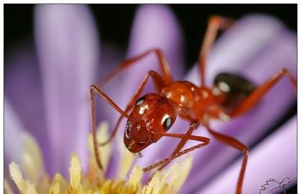 Найбільший мураха в світі, цікаві факти