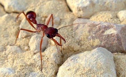 Найбільший мураха в світі, цікаві факти