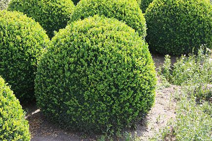 Boxwood evergreen - o plantă cu proprietăți decorative unice