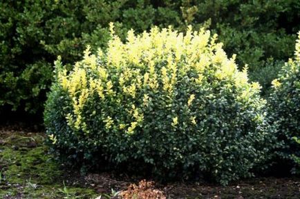 Boxwood evergreen - o plantă cu proprietăți decorative unice