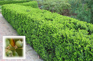 Самшит вічнозелений - рослина з унікальними декоративними властивостями