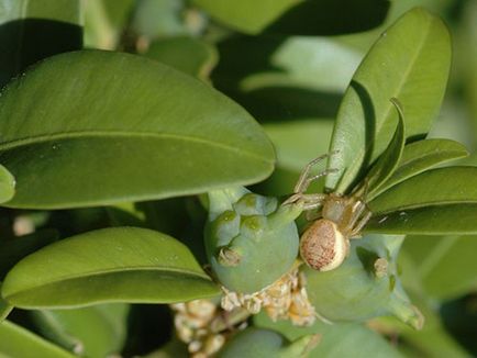 Boxwood evergreen - o plantă cu proprietăți decorative unice