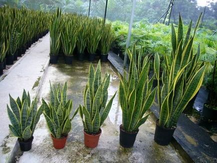 Sansevieria - îngrijirea la domiciliu, transplantul, reproducerea coastei, bolile și dăunătorii