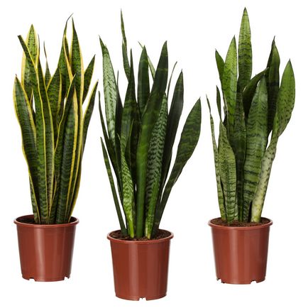 Sansevieria - îngrijirea la domiciliu, transplantul, reproducerea coastei, bolile și dăunătorii