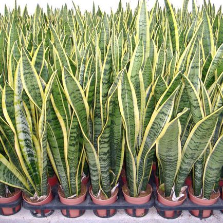 Sansevieria - îngrijirea la domiciliu, transplantul, reproducerea coastei, bolile și dăunătorii