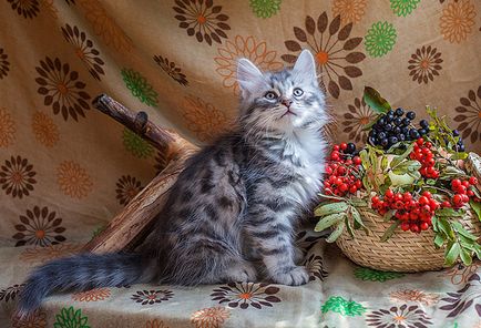 De pe malurile non-pepiniere de pisici siberiene, pisicile neva mascarada din Sankt-Petersburg - culorile