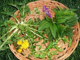 Їстівні дикорослі рослини - бур'яни на городі - ти здоровий!