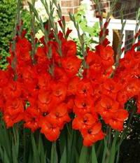Secretele de grădinărit cum se păstrează bulbi de gladioli