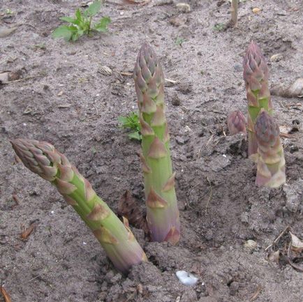Secretele de sparanghel în creștere din semințe - teren de fermă