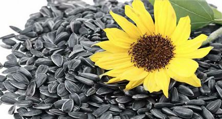 Насіння соняшнику - користь і шкода для жінок, дітей і чоловіків - здорове харчування і фітнес