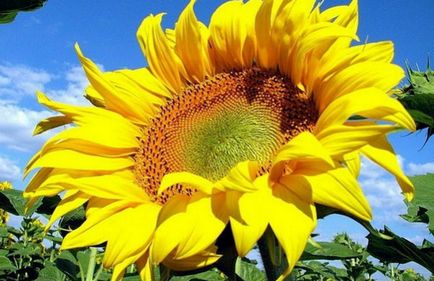 Semințe de floarea-soarelui - bune și rele pentru femei, copii și bărbați - hrană sănătoasă și fitness