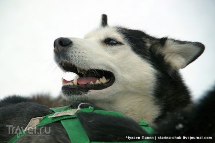 Speranța nordică este vizitarea malamutelor din Siria și a malamutelor din Alaska