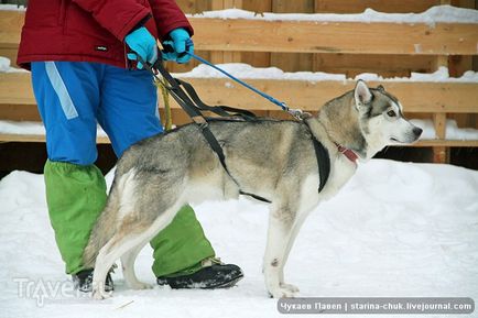 Speranța nordică este vizitarea malamutelor din Siria și a malamutelor din Alaska