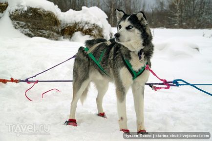 Speranța nordică este vizitarea malamutelor din Siria și a malamutelor din Alaska