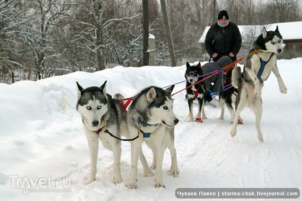 Speranța nordică este vizitarea malamutelor din Siria și a malamutelor din Alaska