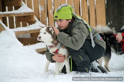 Speranța nordică este vizitarea malamutelor din Siria și a malamutelor din Alaska