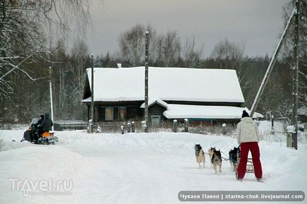 Speranța nordică este vizitarea malamutelor din Siria și a malamutelor din Alaska