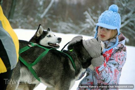 Speranța nordică este vizitarea malamutelor din Siria și a malamutelor din Alaska