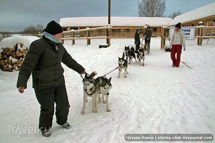 Північна надія в гостях у сибірських хаскі і аляскинских маламутов