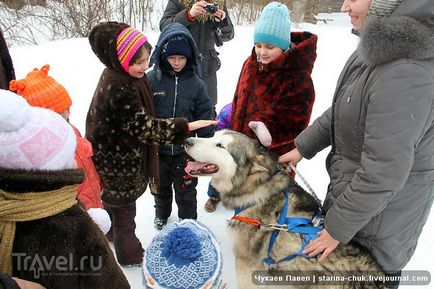 Speranța nordică este vizitarea malamutelor din Siria și a malamutelor din Alaska