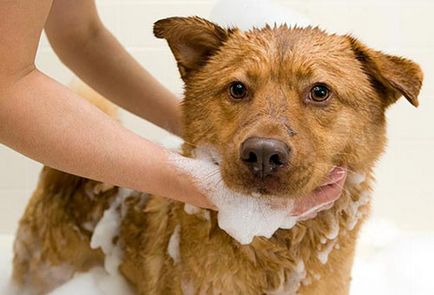 Șampon de șampon pentru câini