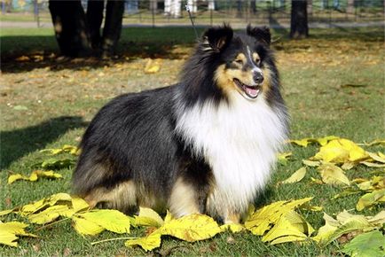 Sheltie (Shetland Sheepdog)