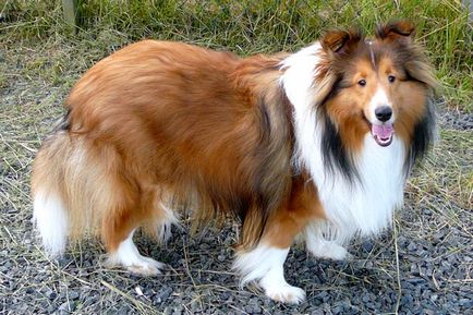 Sheltie (Shetland Sheepdog)