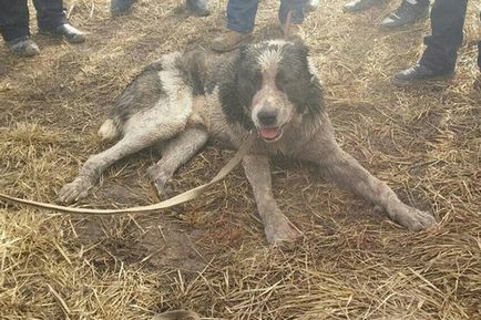 Puppy tanított ölni „, az üzleti kutyák, szörnyek virágzott Oroszországban
