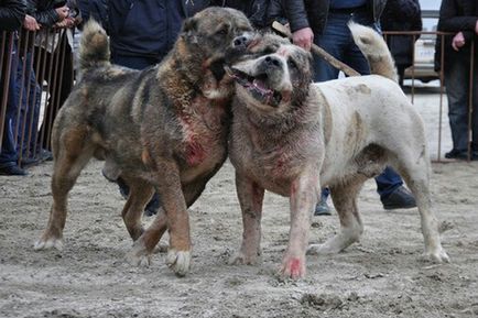 Puppy este învățat să ucidă 