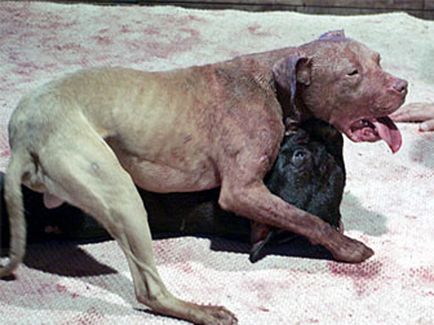 Цуценя вчать вбивати »бізнес на собаках-монстрах розцвів в росії