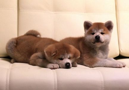 Puppies akita-inu alegerea unui viitor prieten, articole