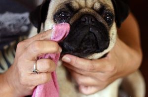 Pui de pui unde să păstreze, ce să hrănească și cum să aibă grijă de animalele de companie