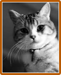 Scottish cat Scottish Straight personaj, poze, recenzii