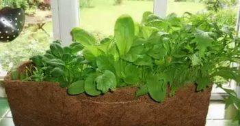 Spinach matador crescând din semințe, recenzii, fotografii