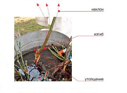 Trandafiri de trandafiri! Corectați plantarea trandafirilor