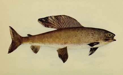 Сибірський харіус фото риби