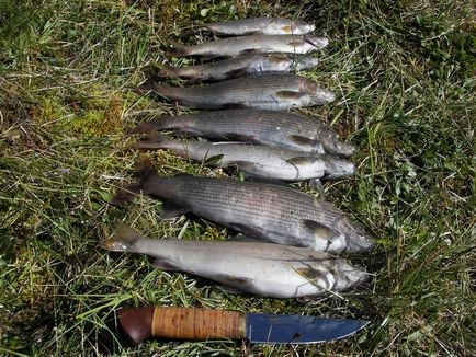 Fotografie de pește gras din Siberia