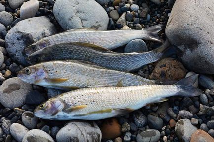 Fotografie de pește gras din Siberia