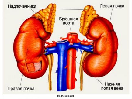 Симптоми захворювань наднирників у чоловіків, які хвороби бувають