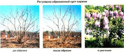 Plantarea si ingrijirea liliacului, specii si soiuri de liliac, foto