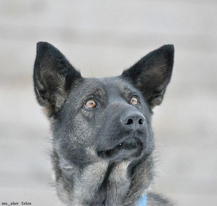 Câine norocos caută o casă