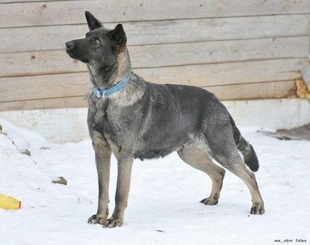 Câine norocos caută o casă