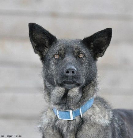 Câine norocos caută o casă