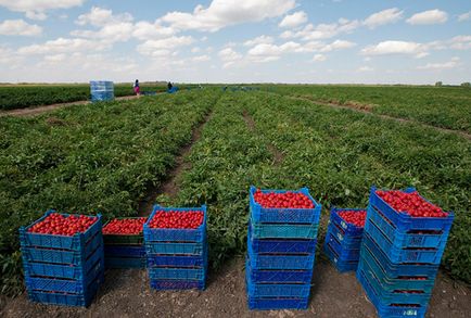 Agricultura proprie de făcut și cum să se deschidă