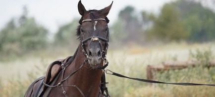Сонник - кінь - до чого сняться коні