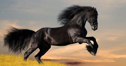 Сонник - кінь - до чого сняться коні